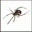   spiderg